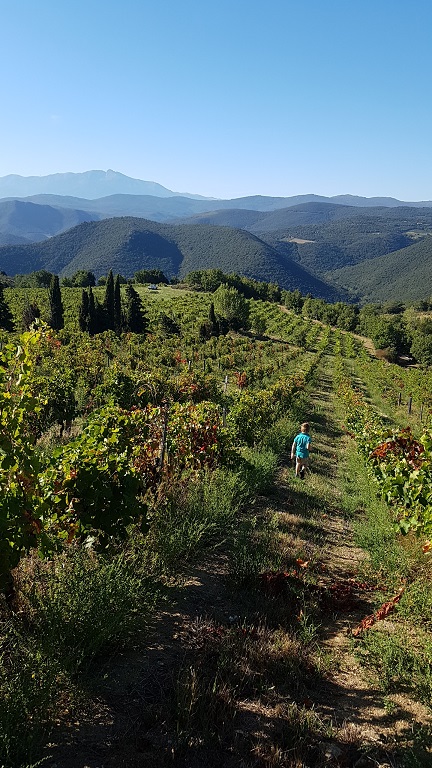 Vineyard